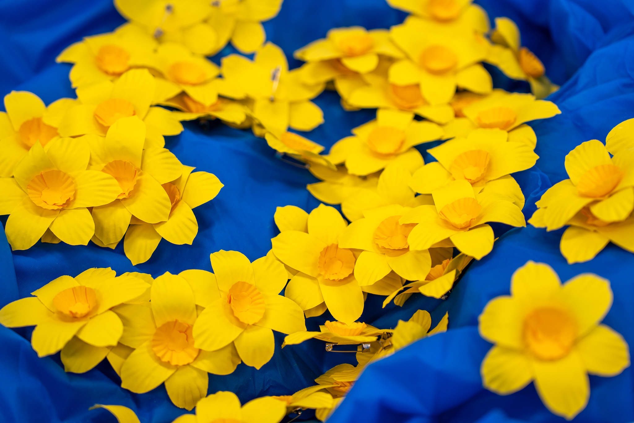 Daffodil Day 2025: Supporting research is supporting whānau! 